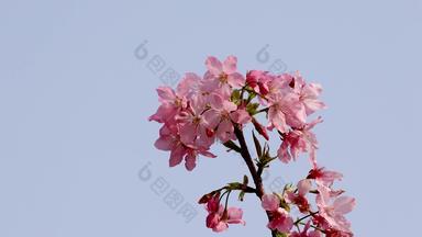 蓝天下的樱花粉色唯美实拍4k